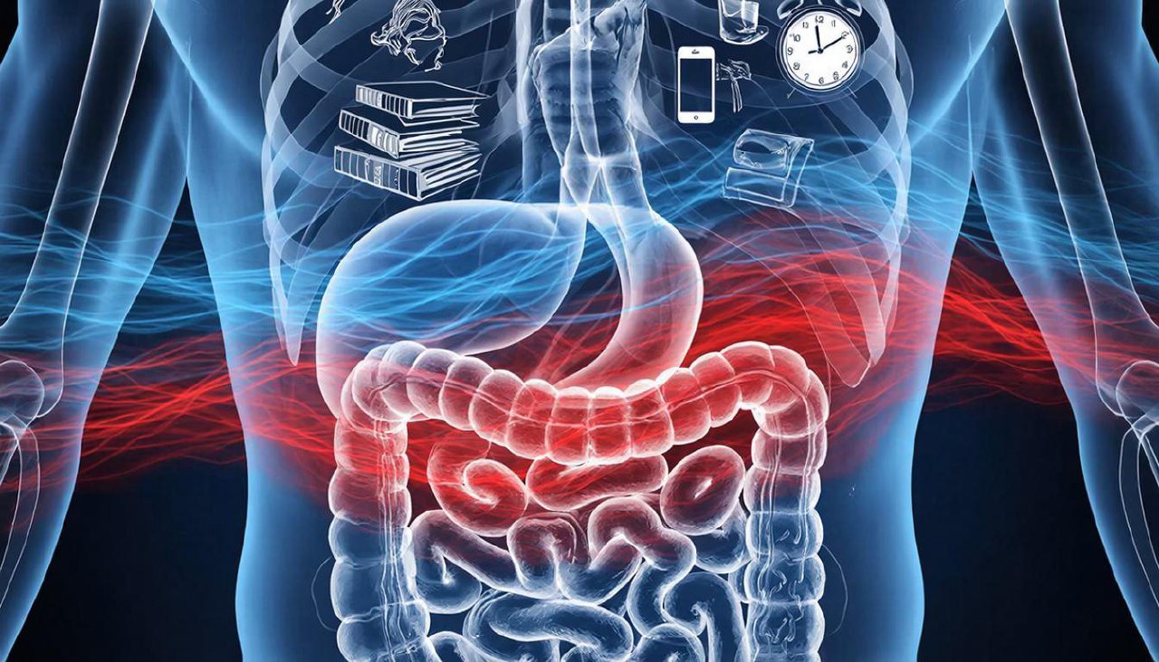 Кишечник — наш «второй мозг»